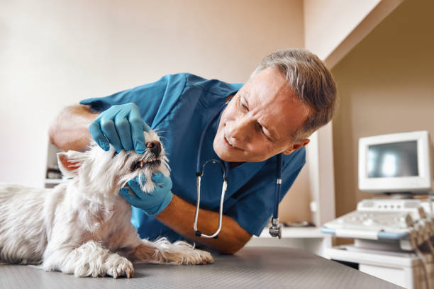 Best Emergency X-Rays and Diagnostics in Iowa Falls, IA